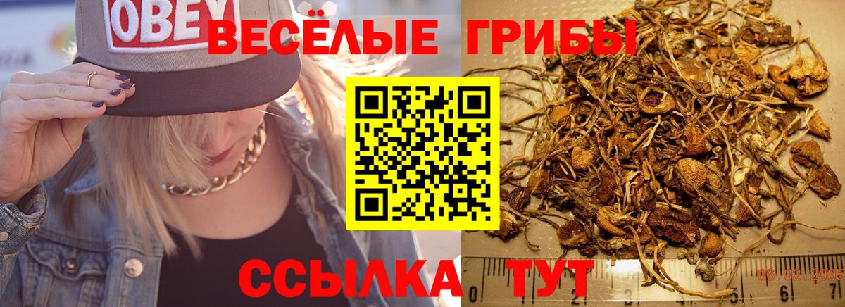 Псилоцибиновые грибы Psilocybe  Вход с VPN  Барабинск 