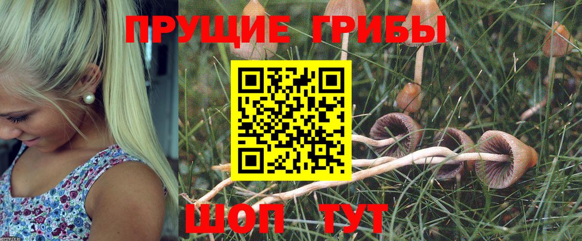 Псилоцибиновые грибы Psilocybine cubensis Барабинск